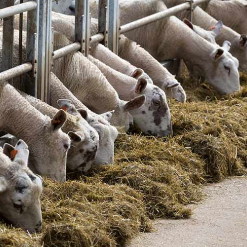 Commercial steam cleaner cleaning an animal agriculture farm. Buy the best steam cleaning machine to remove the dirt and dust and provide happy animals and customers