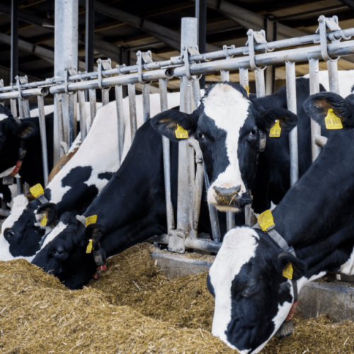 Commercial steam cleaner cleaning dairy industry and animal agriculture farm. Buy the best steam cleaning machine to remove the dirt and dust and provide happy animals and customers