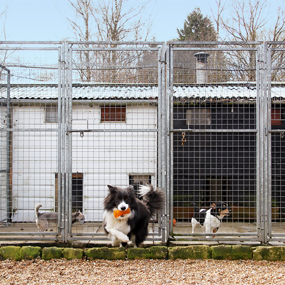 Renovating kennels by cleaning with industrial steam cleaner. Buy the best commercial steam cleaning machine to remove the dirt, hairs and odours and provide happy and healthy customers