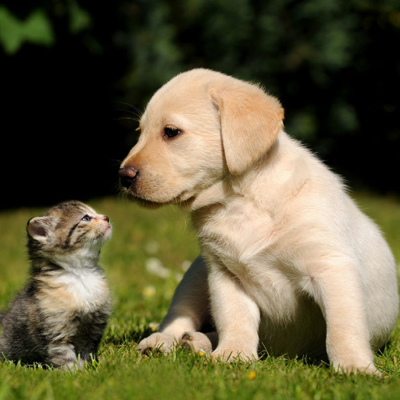 cute baby cat kitten and puppy dog interacting. Natural environment. Steam Cleaner