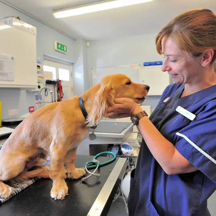 Renovate veterinary practices by cleaning with an industrial steam cleaner. Buy the best commercial steam cleaning machine to remove the dirt, hairs and odours and provide happy and healthy animals and workers.