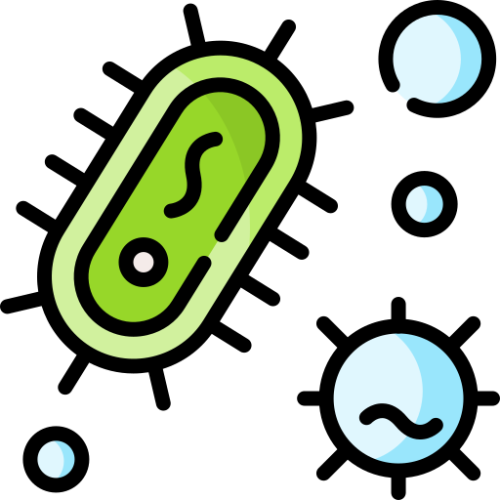 Bacteria