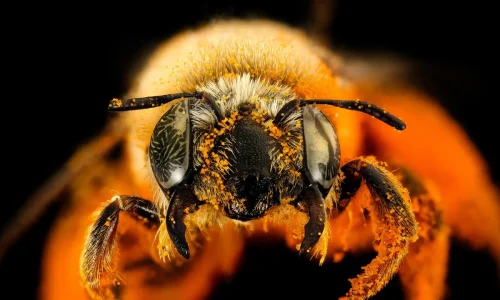 bee