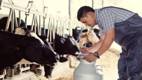 dairy_farm_worker