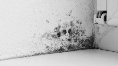 mould