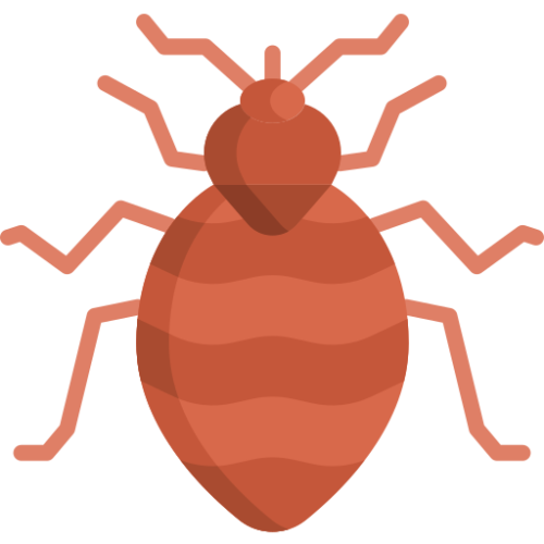bed bug, flea, bug