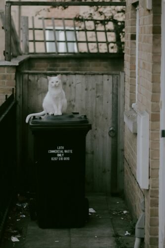 cat on bin