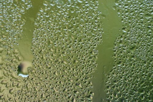 moisture, water, wet, window