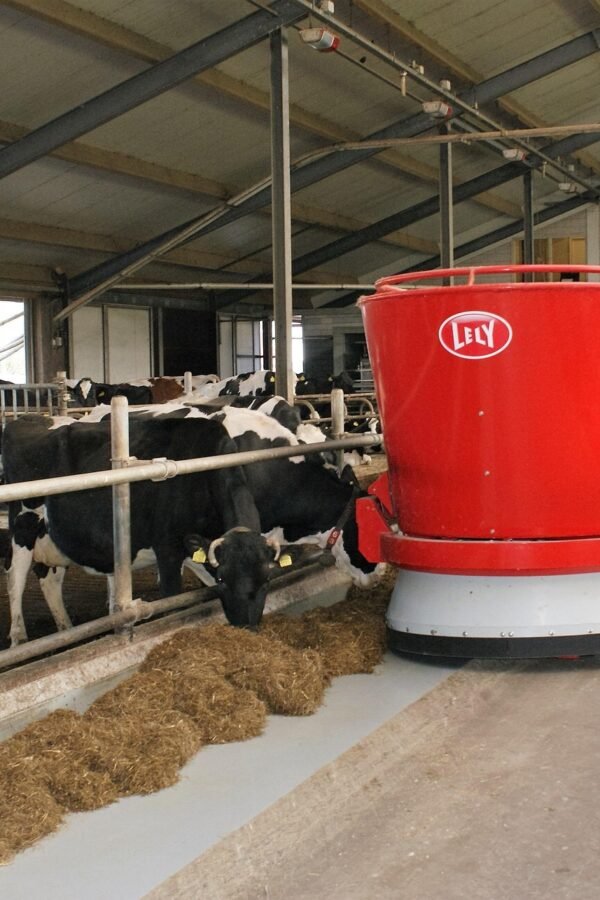 cow, dairy farm, feeding, inside