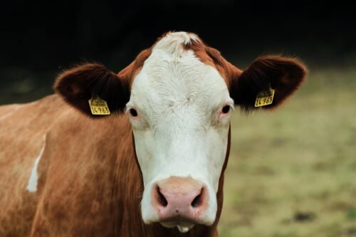 cow, dairy farm