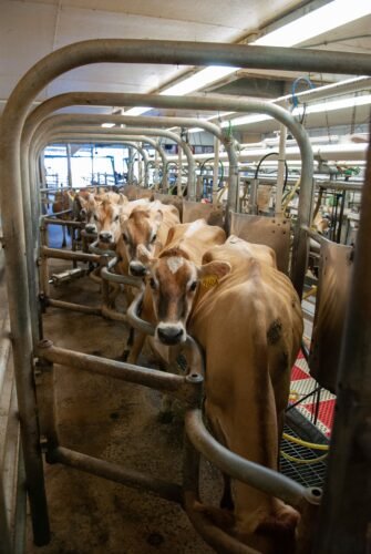 cows, dairy farm