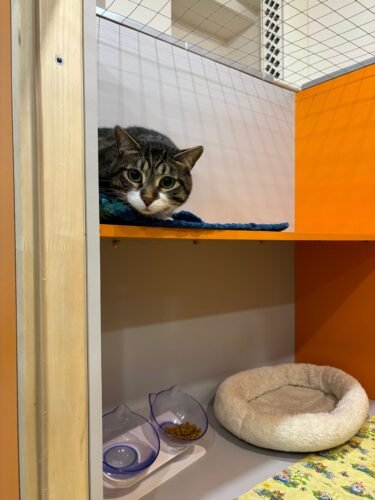 cattery, cat