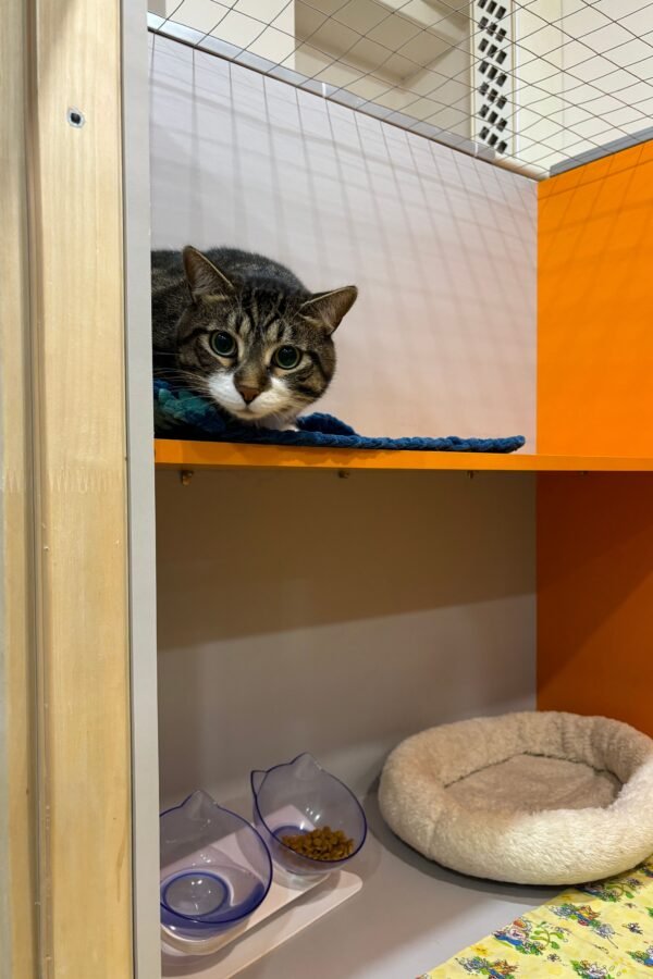 cattery, cat