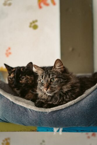 cat, cattery, vet