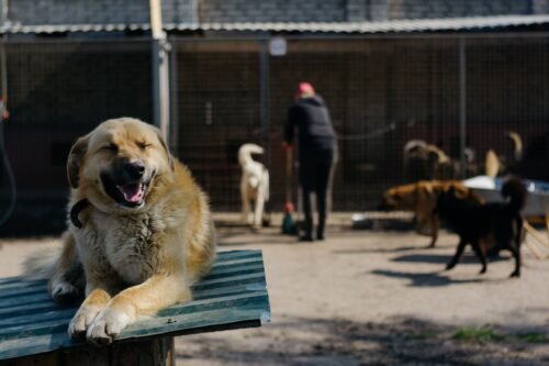 kennel, dog