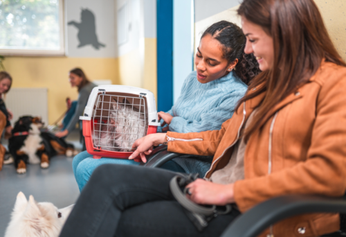 Best Steam Cleaners For Veterinary Clinics 4 Screenshot 2026 10 06 at 16.12.27
