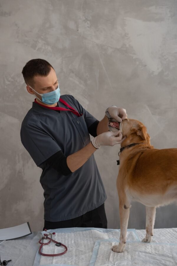 Best Steam Cleaners For Veterinary Clinics 5 vet, dog, man